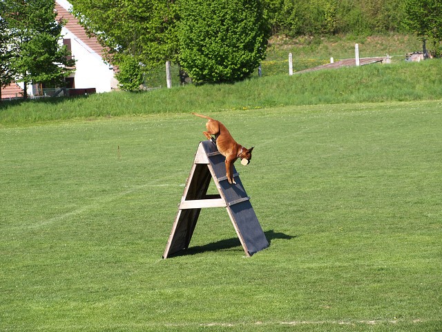 www.atibox.net * www.euroboxer.eu * www.boxergenealogia.eu